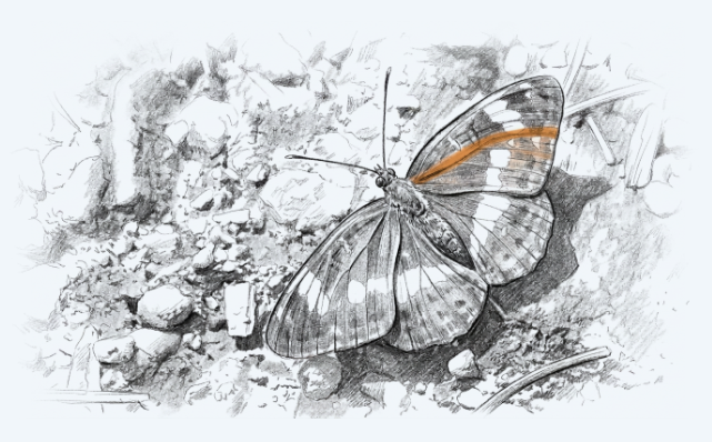 Hand-drawn butterfly with an orange wing detail